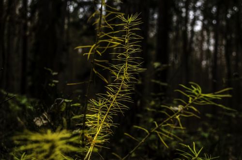 larch forest strains