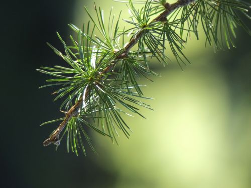 larch branch nature