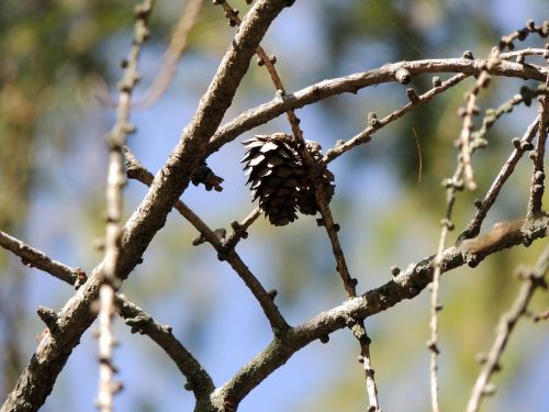 larch tree branch