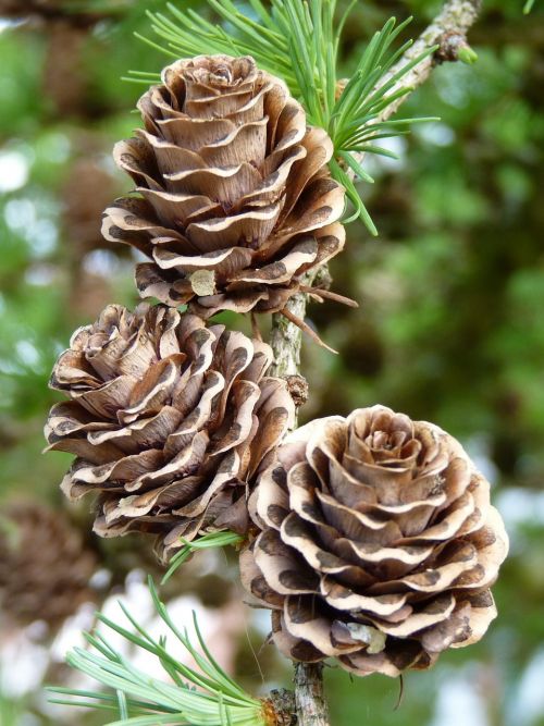 larch cones tap conifer