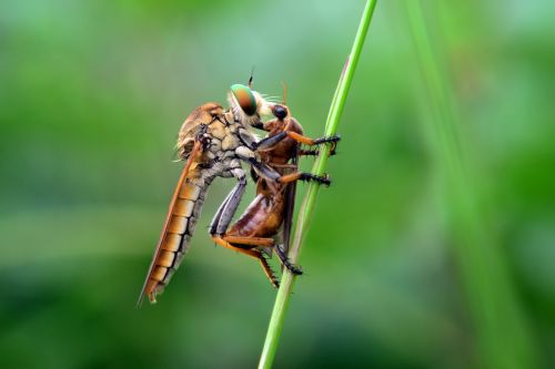 large eating flies
