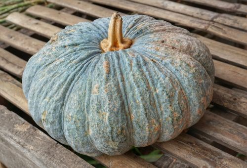 large pumpkin squash
