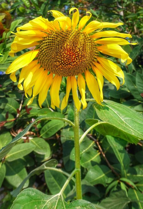 large sunflower nature