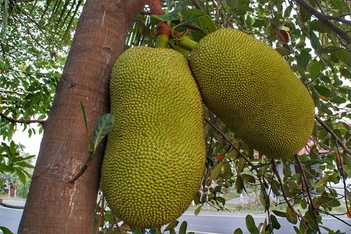 large  jackfruit  growing
