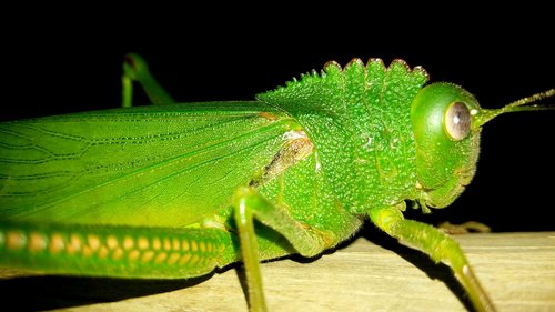 large  green  grasshopper