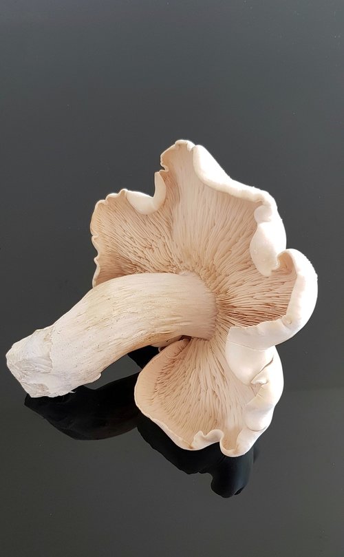 large  wild  mushroom