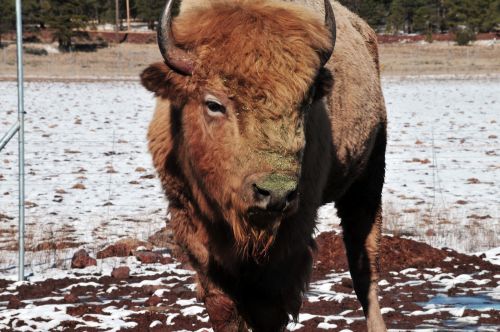 Large Bison