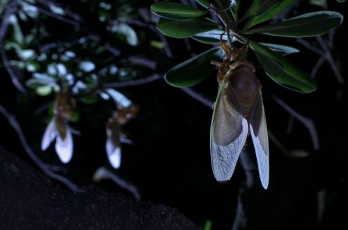 large brown cicada emergence cicada