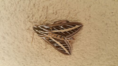 Large Brown Moth Closeup