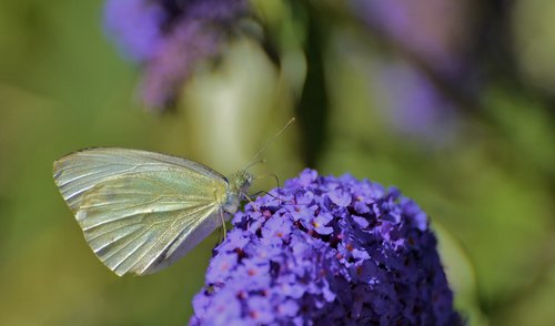 large-cabbage white  nature  butterfly