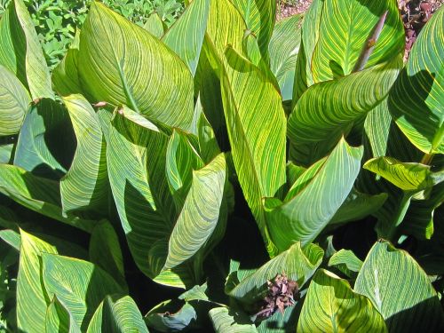 Large Canna Leaves With Yellow
