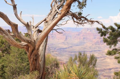 large canyon tree desert