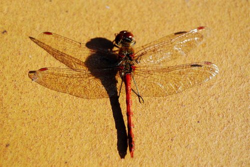 large dragonfly from above  insect  wings spread