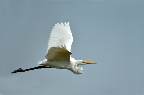 large egret flying  white bird  nature
