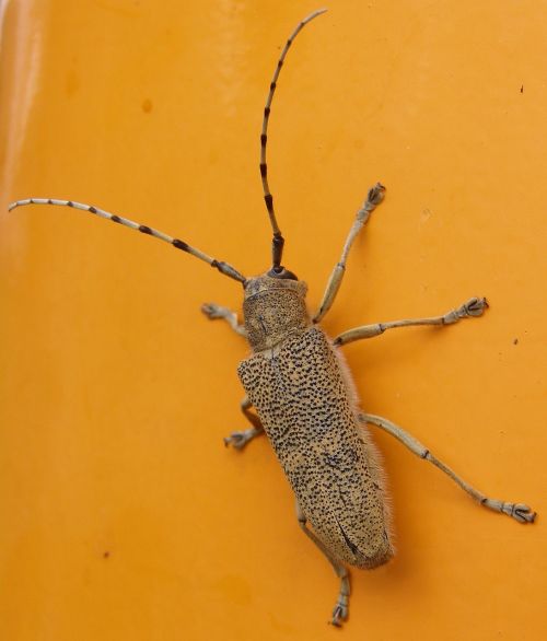 large grazing buck insect beetle