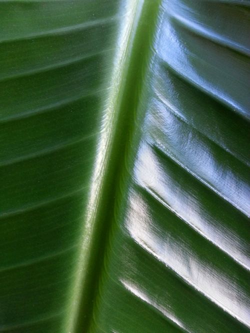 Large Green Leaf