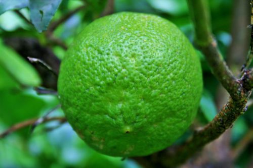 Large Green Lemon