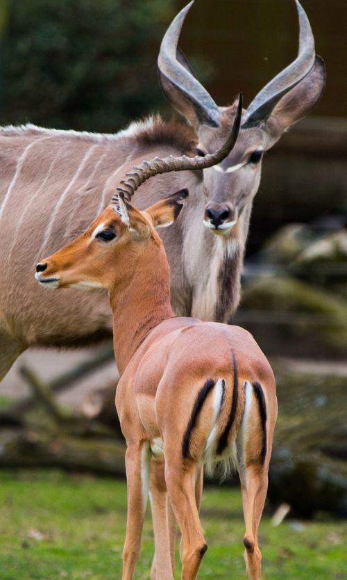 large kudu antelope africa