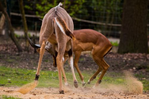 large kudu antelope africa