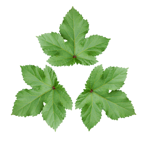 large leaf decoration wallpaper green leaf