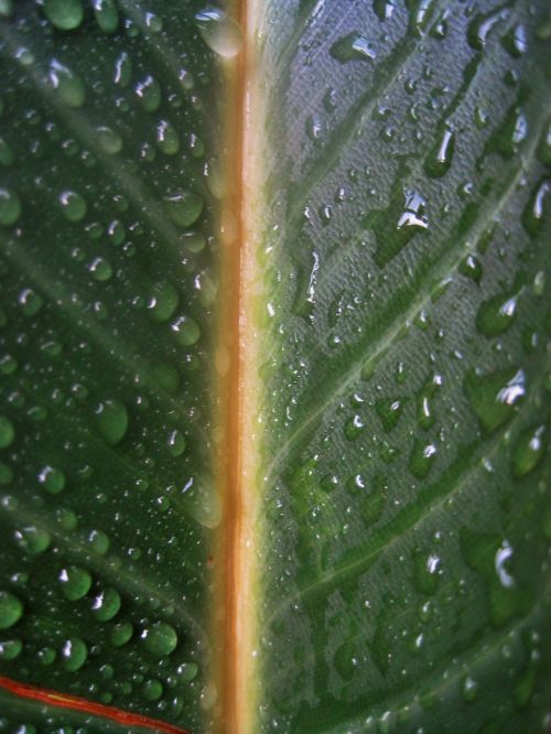 Large Leaf Of Strelitzia