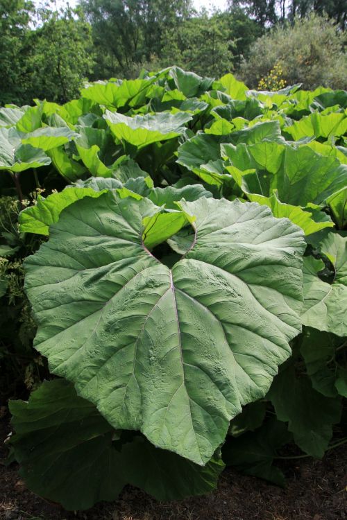 large leaves green acanthus plant