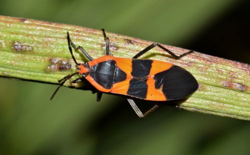 large milkweed bug bug insect