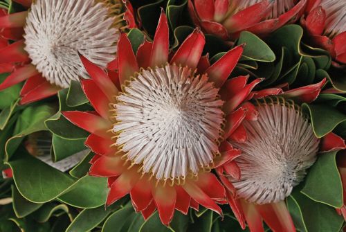 Large Pink Proteas