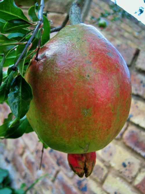 Large Pomegranate Fruit