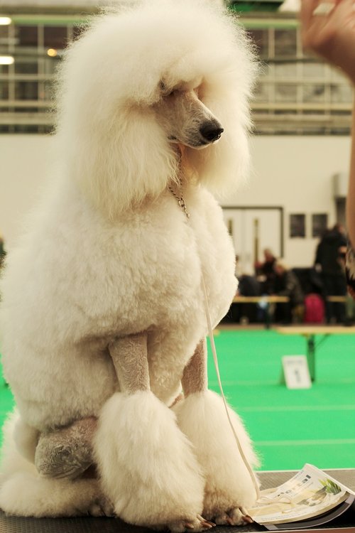 large poodle  white  dog pet