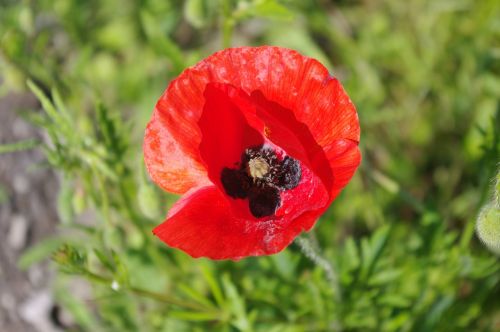 large poppy red flower red