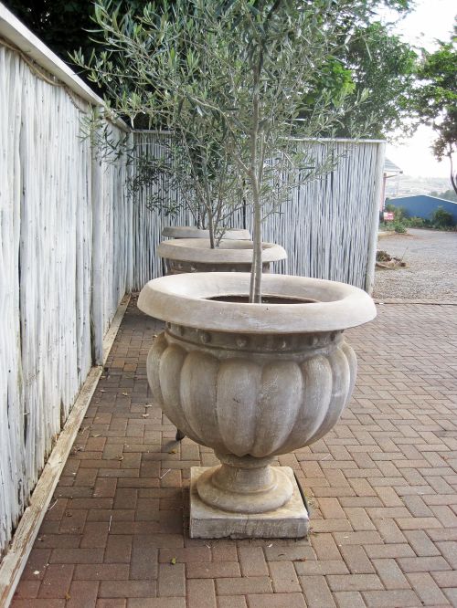 Large Pot With Tree