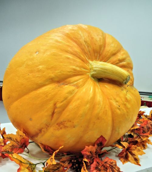 large pumpkin yellow orange winter squash