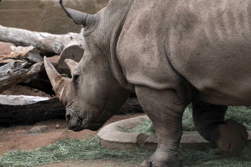 Large Rhinoceros