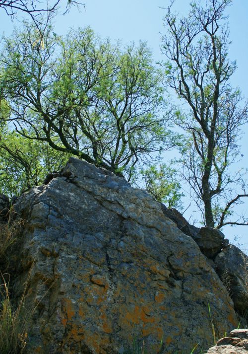 Large Rock And Green Tree