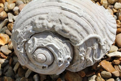 large sea shell marine conchology