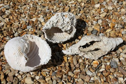 large sea shells marine conchology