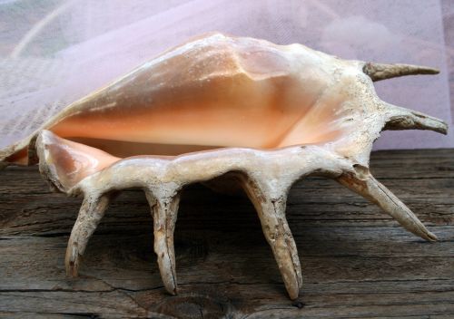 Large Shell With Spines