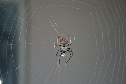 Large Spider On Web