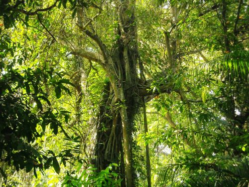 large tree lush shady