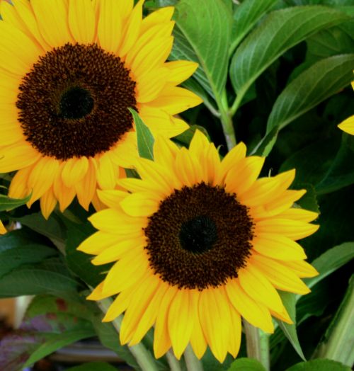 Large Yellow Sunflowers