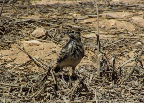 lark bird animal