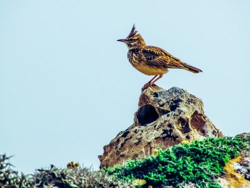 lark  bird  nature