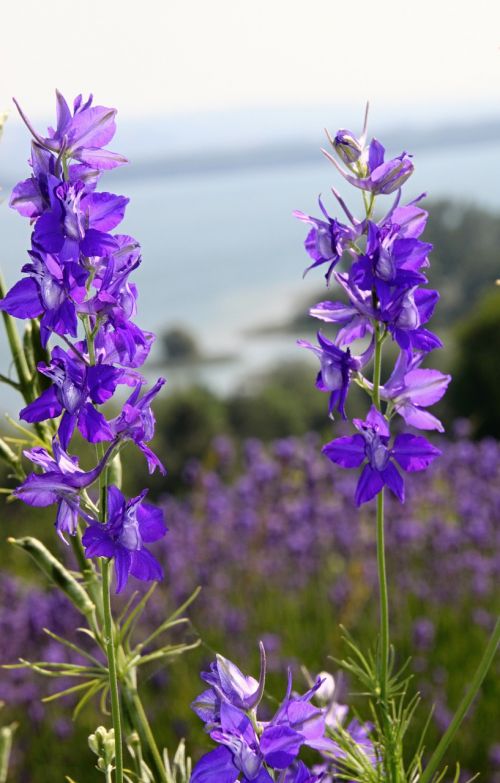 larkspur purple purple flower