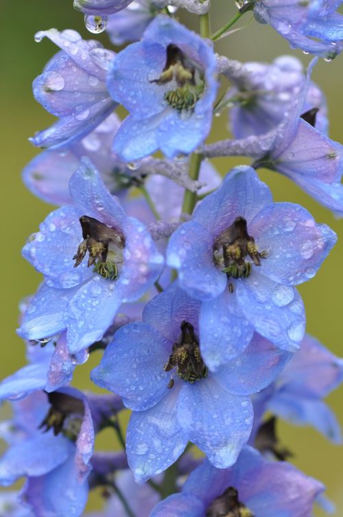 larkspur raindrop blue