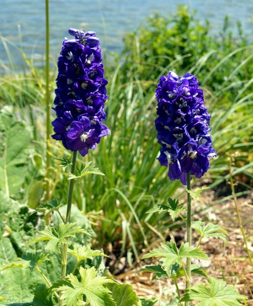 larkspur flower blue