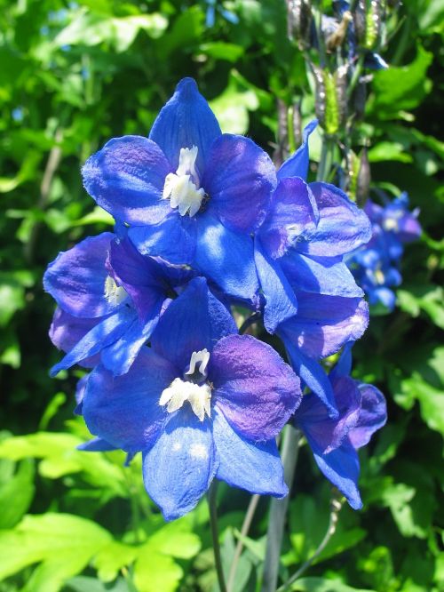 larkspur blue blossom