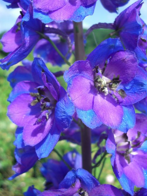 larkspur blossom bloom