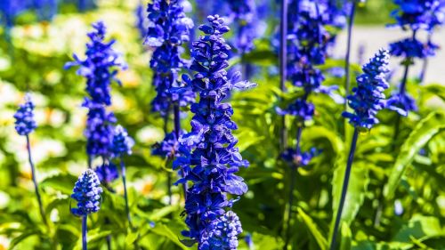 larkspur flower meadow