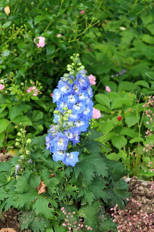 larkspur blue garden